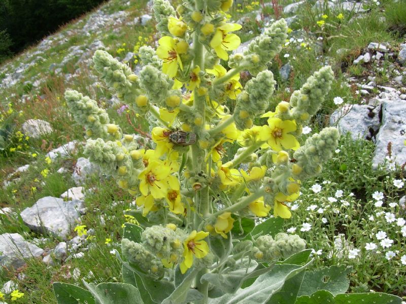 Verbascum phlomoides  (Lamiales - Scrophulariaceae)